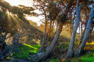 Point Lobos-3494.jpg